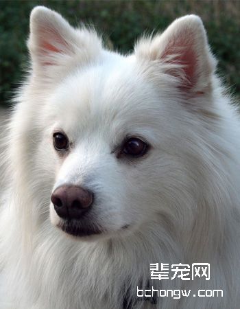 美国爱斯基摩犬