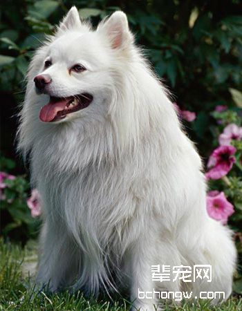 美国爱斯基摩犬