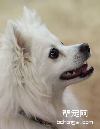 美国爱斯基摩犬