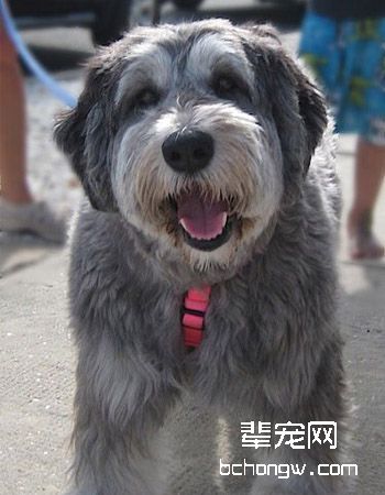 波兰低地牧羊犬