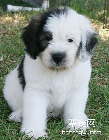 波兰低地牧羊犬