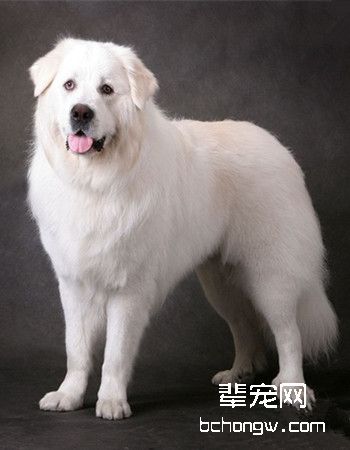 大白熊犬