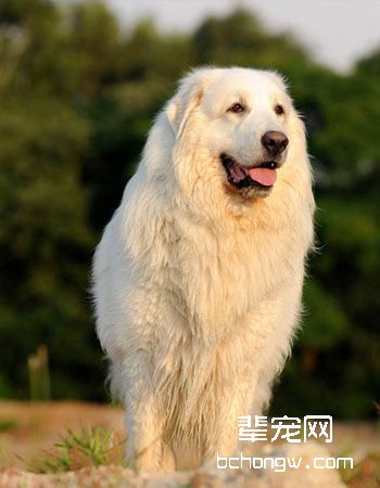 大白熊犬