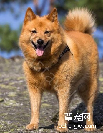 芬兰狐狸犬