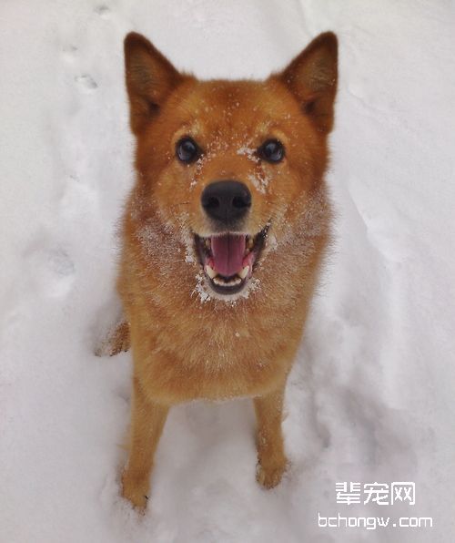 芬兰狐狸犬