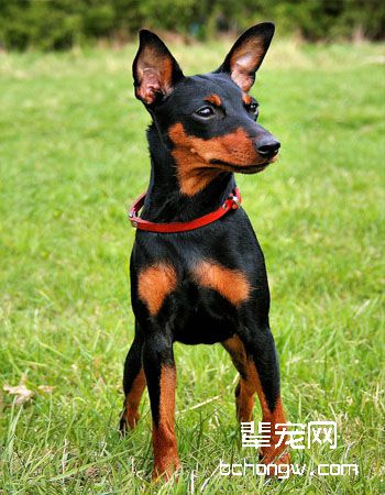 迷你杜宾犬