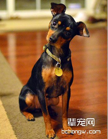 迷你杜宾犬