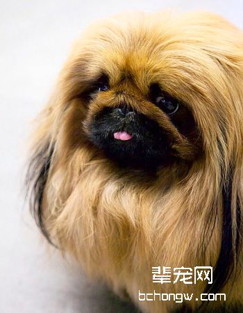 北京犬/京吧犬/狮子犬