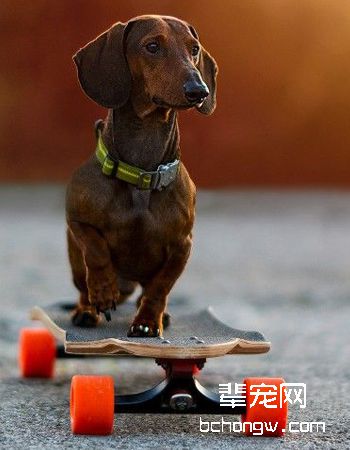 腊肠犬