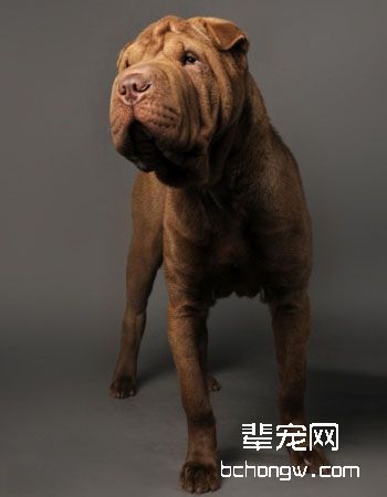 中国沙皮犬