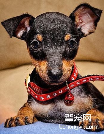 曼彻斯特梗犬