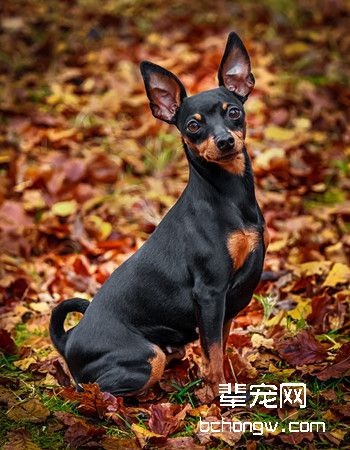 曼彻斯特梗犬