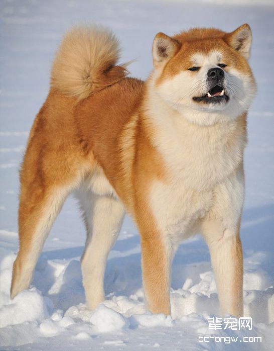 日本秋田犬