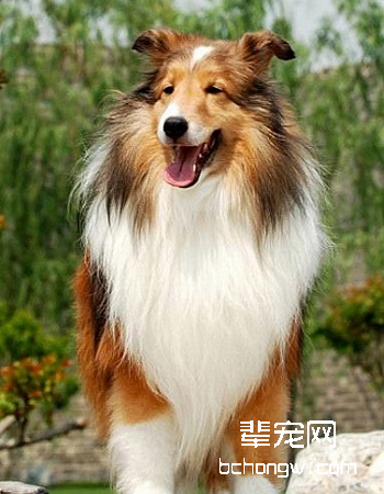 喜乐蒂牧羊犬