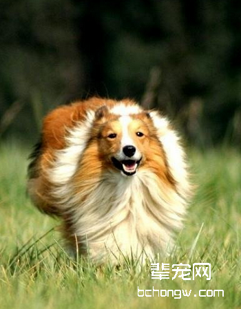 喜乐蒂牧羊犬