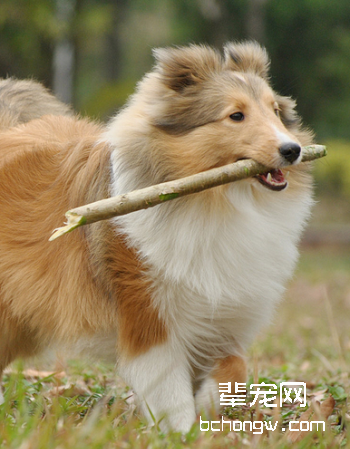 喜乐蒂牧羊犬