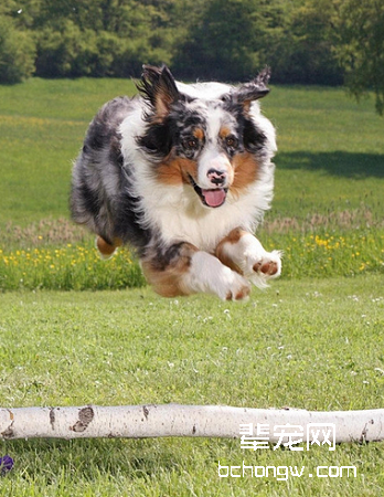 喜乐蒂牧羊犬