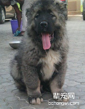 中亚牧羊犬