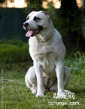 中亚牧羊犬