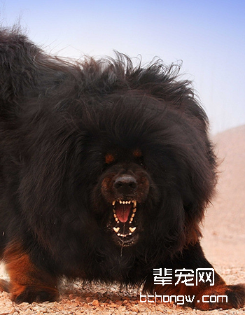 藏獒/西藏獒犬