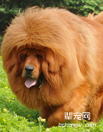 藏獒/西藏獒犬
