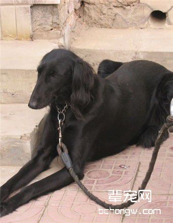 中国细犬