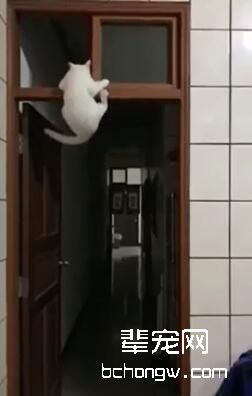 弹跳力惊人的猫星人 跳起爬窗瞬间