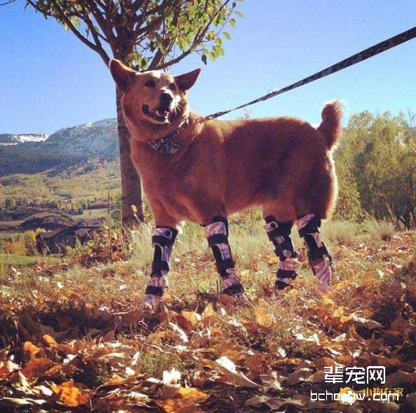 狗狗冻伤被迫截肢 装上假肢后开启新生活