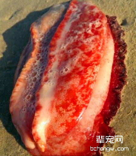 日本海滩边发现红色物体，专家研究后回应不明何物