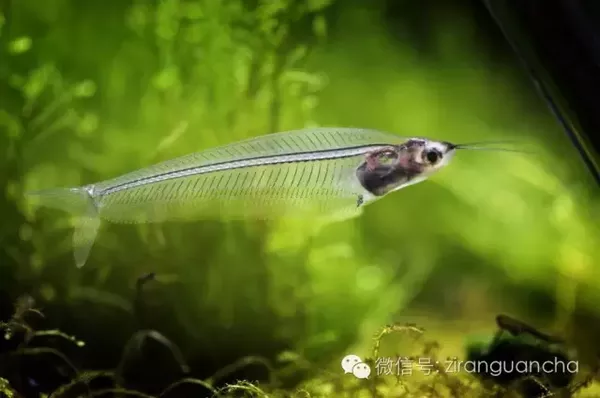 本是一种鱼，却被称为玻璃猫