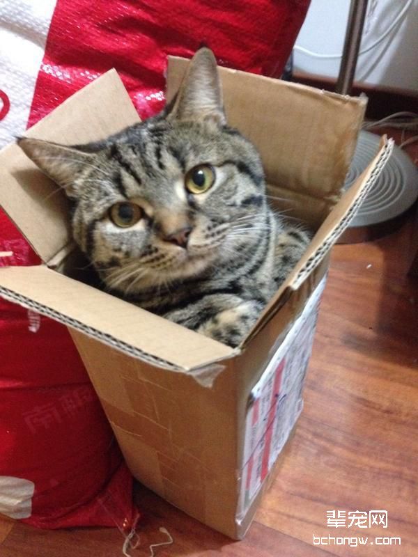为缓解抑郁，就连大猫也一样爱盒子