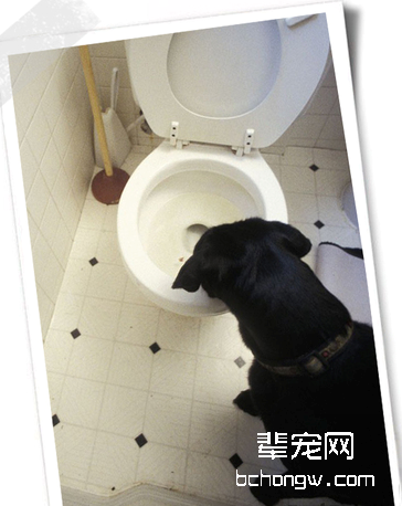 狗狗老喝厕所的水怎么回事？狗喜欢喝马桶水怎么办