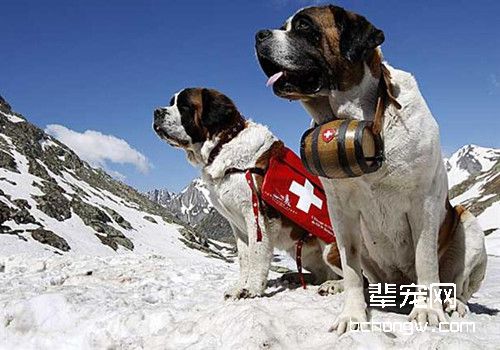 雪山中的守护神——圣伯纳犬