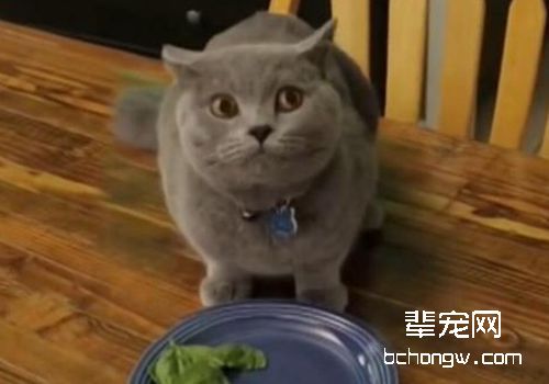 猫咪偷吃东西怎么办