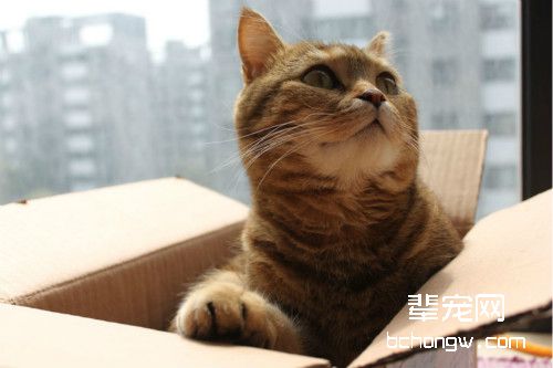 猫咪为什么喜欢箱子