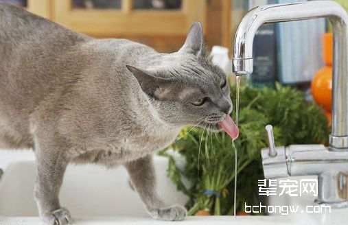 如何改变猫咪喝脏水的习惯