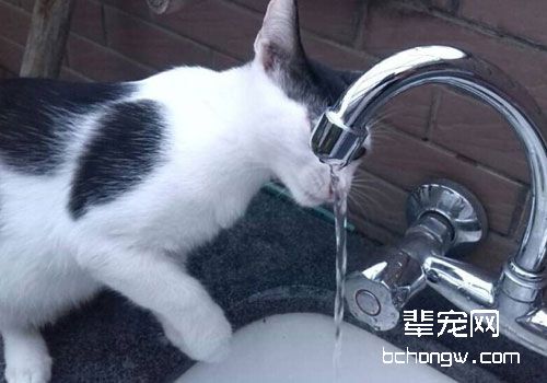 猫咪突然喝很多水是什么原因？
