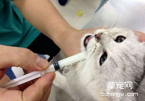 在哪些情况下猫咪不能打疫苗