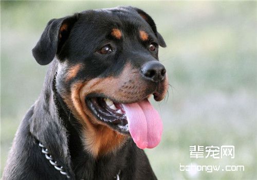 犬舐触性皮炎的防治方法