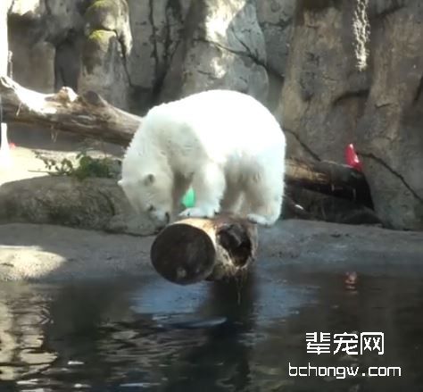 小北极熊弯腰捞水　脚滑摔挂