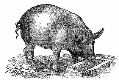 夏季养猪场中猪传染性胸膜肺炎怎么治？