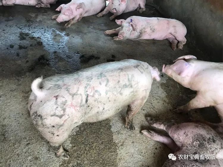 注意！猪丹毒“突袭”华南五省，严重地区发病猪场高达30%