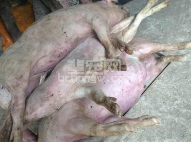 生猪价格刚上涨几天，这个猪场就死了40多头200斤的大肥猪！
