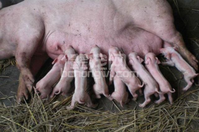 为什么母猪总是得子宫炎？母猪子宫炎如何防控效果更好？