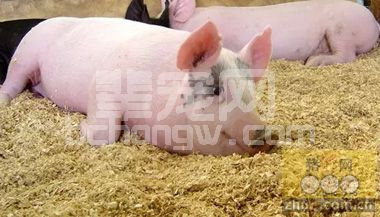 临床预防猪水肿病的方法