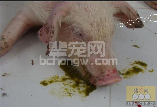 猪胃食滞的预防和控制