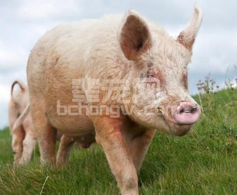 如何在高温季节保证种猪精液品质？