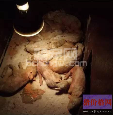 养猪场发生流行性腹泻，怎样使10日龄以内的仔猪免受灭顶之灾！