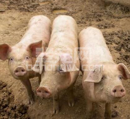 养殖户注意：猪场内“限饲不当”的危害居然这么大！