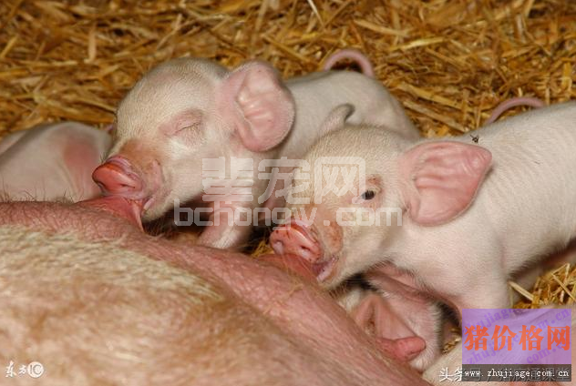 小猪一出生到断奶要做哪些疫苗及药物预防猪病？